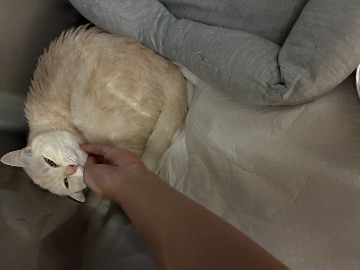 Nons00410540's tweet image. もっちゃん面会行ってきた!
お家から持ってった匂い付きのベッドも置かせてもらえました。
元気はもちろんないけど、グルグル言ってちょっとエアーふみふみもしてて
少しは楽になったかな。
先生は平行線で良くも悪くもなってないって言ってたけど足は昨日よりは動いてた。
どうか回復しますように❤️🩹