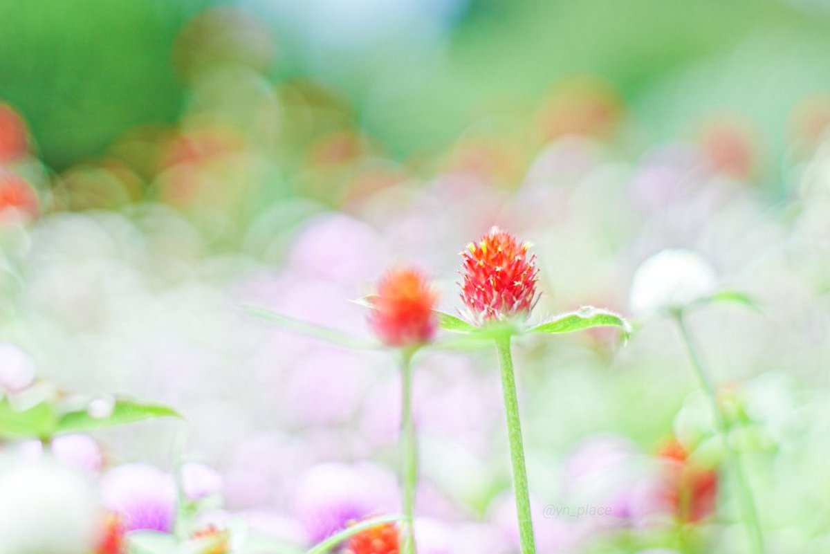 yn_place's tweet image. 分かり合いたいだとか
痛みを分かち合いたいだとか
大それた願い事が
叶ってほしいわけじゃない
ただ沈黙の間を吹き抜けた風に
また一緒に気付けたらなって
BUMP OF CHICKEN ♬strawberry
金曜日お疲れさまです𓂃𓈒🍧
ゆっくり休んで
明日がいい日になりますように𖤣𖥧𖥣
#キリトリセカイ