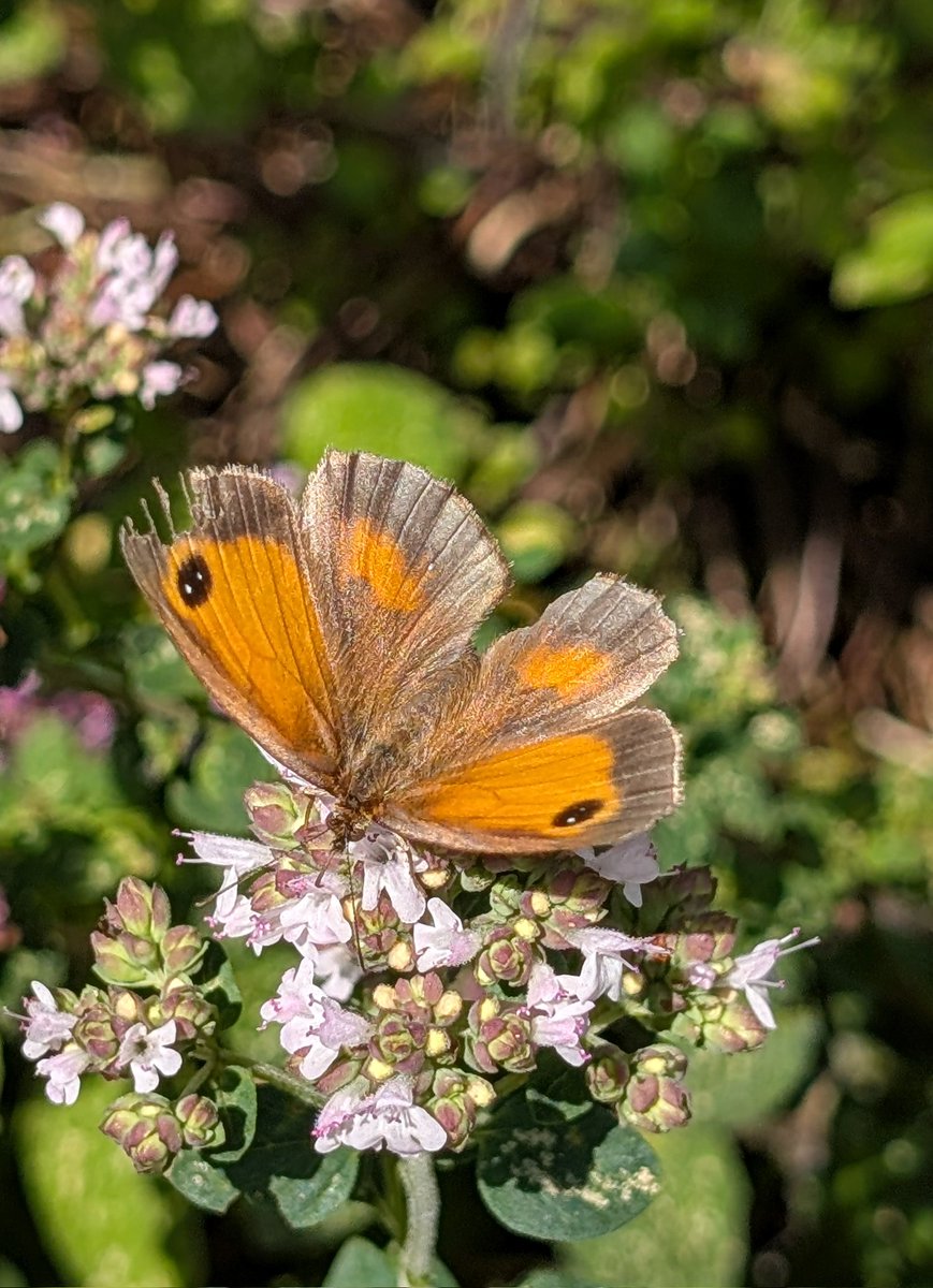 tismenic70's tweet image. Happy Friday to you x
Gate keeper butterfly 馃
#pollinators
#Butterflies