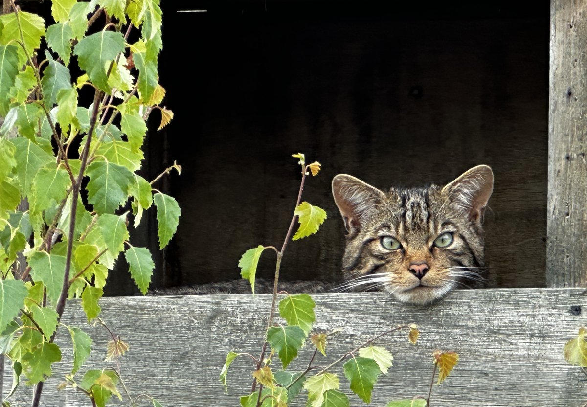 SaveOurWildcats's tweet image. Wildcats are crepuscular, meaning they are typically active at dawn and dusk. Like most cats, they like to spend a lot of their time asleep 🌙
However, throughout the summer, adults may be more active during the day as well. This is often to support a hungry litter of kittens 🐾