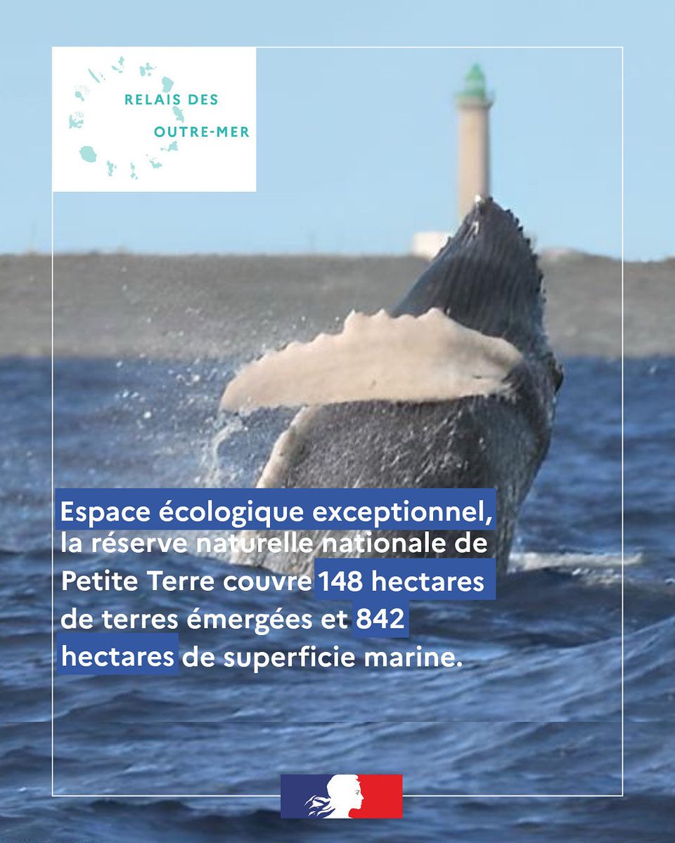 outremer_gouv's tweet photo. #Aneedelamer #Relaisdesoutremer 1/2
La réserve naturelle nationale de Petite-Terre recense 11 habitats et de nombreuses espèces protégées dont des oiseaux marins, des iguanes, des tortues et des mammifères marins. https://t.co/ZBIOujw8oy