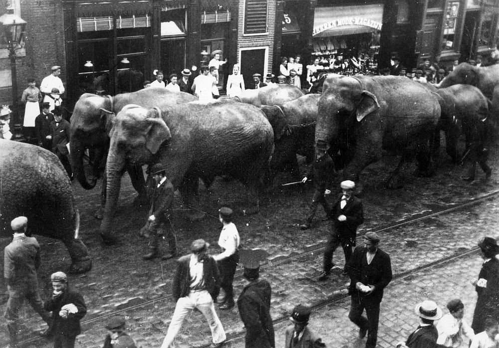 Een optocht met onder meer olifanten en dromedarissen in de Voorstraat. In 1901 had Circus Barnum &amp; Bailey uit Amerika met 'The Greatest Show on Earth' voor één dag zijn tenten opgezet op een terrein bij het Hogelandsepark

#ronddeneude #moesmansutrecht