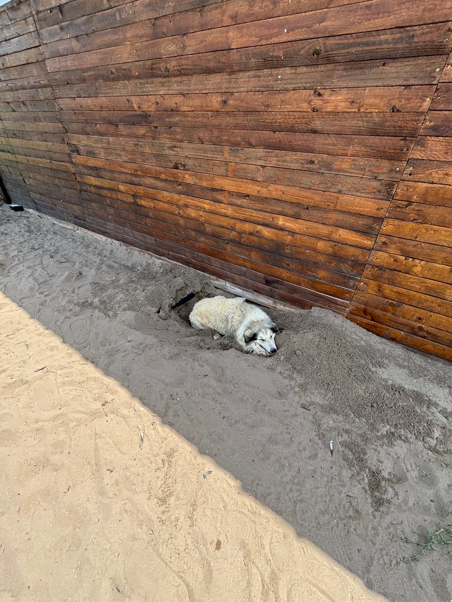 naspap3's tweet image. Candidate exhibits advanced problem-solving skills and a strong grasp of thermodynamics