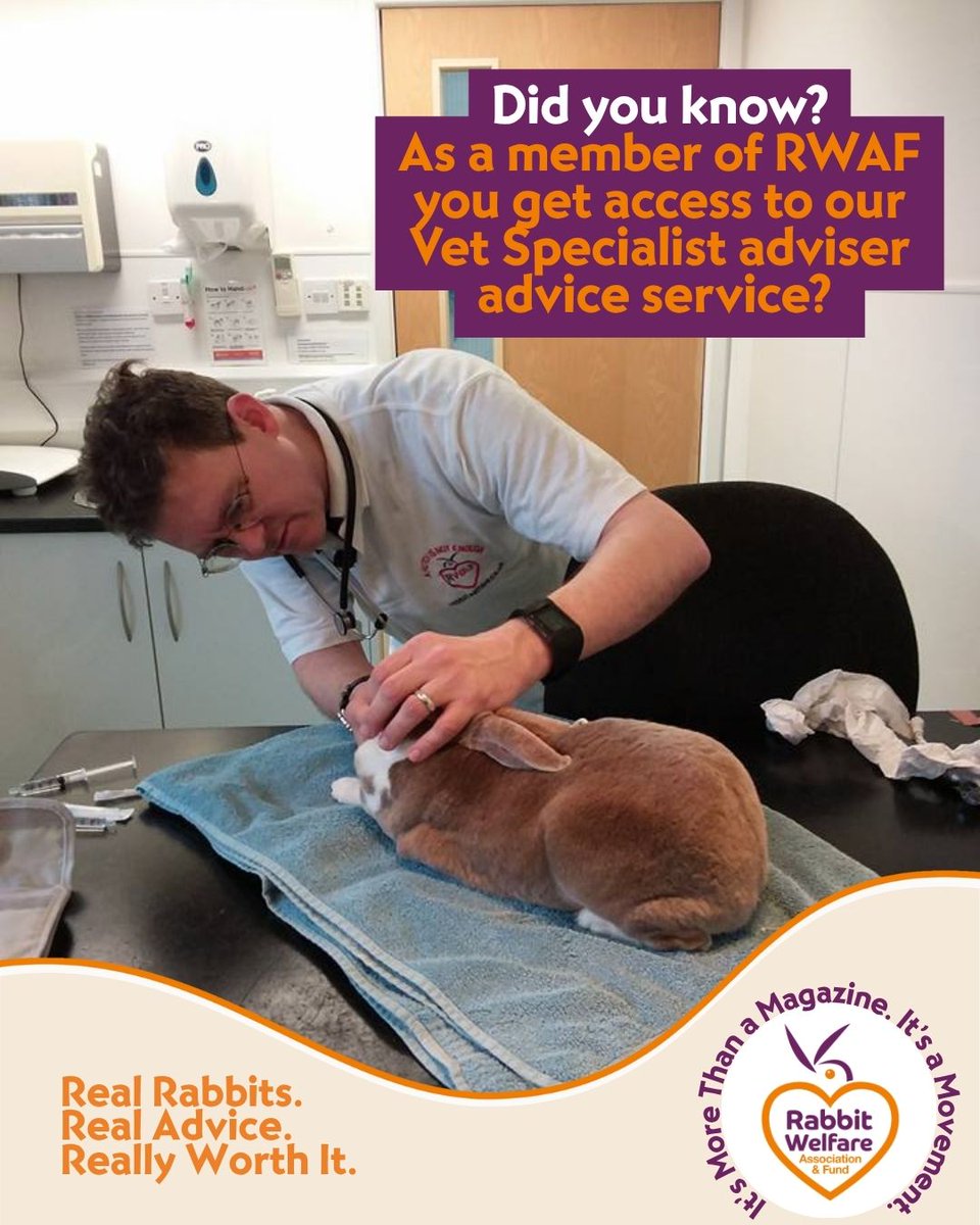 RabbitRWAF's tweet image. As a member of RWAF you get access to our Vet Specialist adviser advice service!
This means your vet can discuss your rabbit’s health issues and get advice from our fantastic Specialist Vet Richard Saunders.
And this is free as part of your membership!!
rabbitwelfare.co.uk/join-our-happy…
