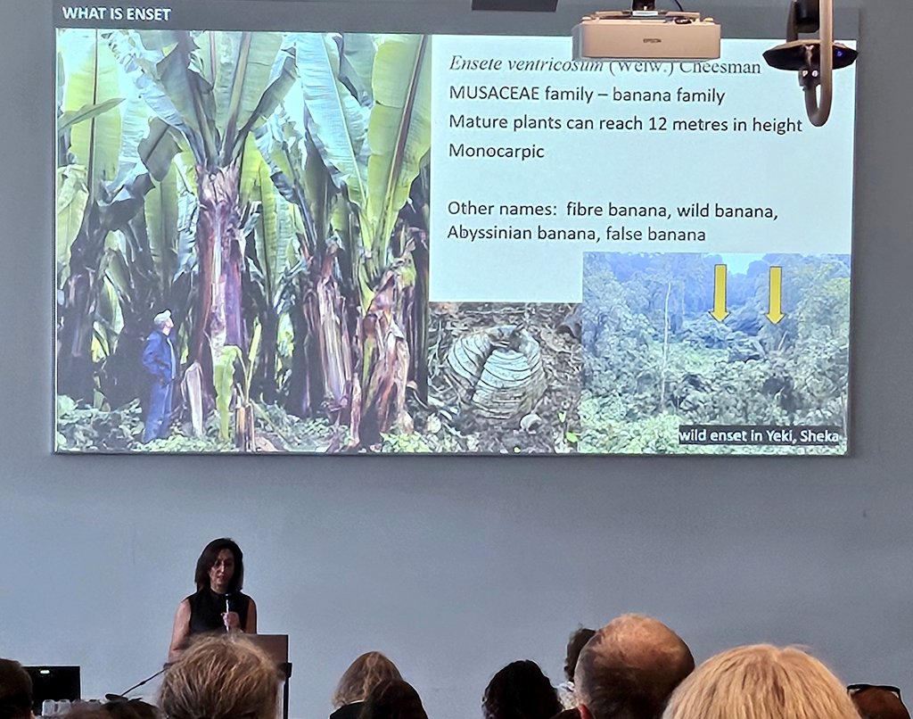 DrJenniferBates's tweet image. Global plant domestication session has a couple of papers before lunch at #IWGP2025 in #Groningen. Soybeans in China and enset in Ethiopia are the foci, and how we resolve their origins and spread. #archaeobotany #archaeology #archaeologicalscience
