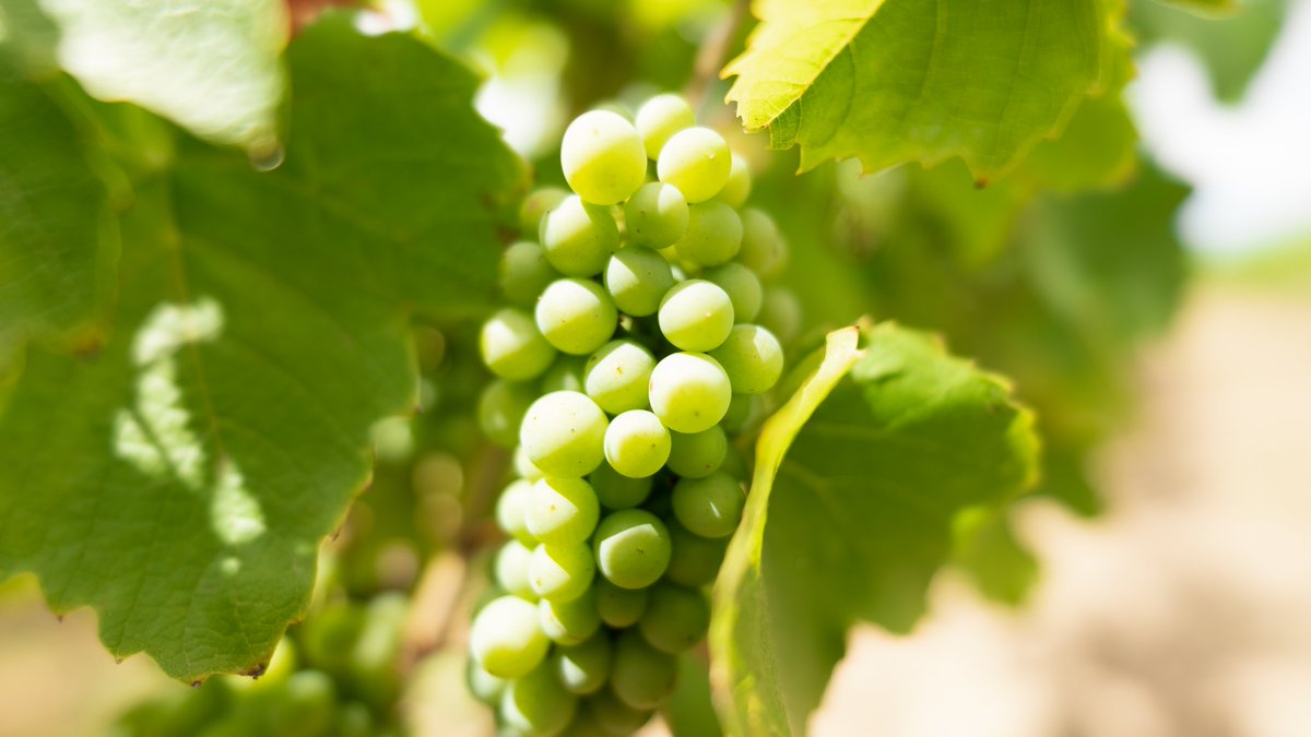 🚜Le Tour de France d’#AXPERA continue : cap sur le Beaujolais &amp; la Champagne 🍇

Entre visites terrain, échanges passionnants &amp; super accueil des vignerons, nous vous donnons rendez-vous en octobre pour le bilan !