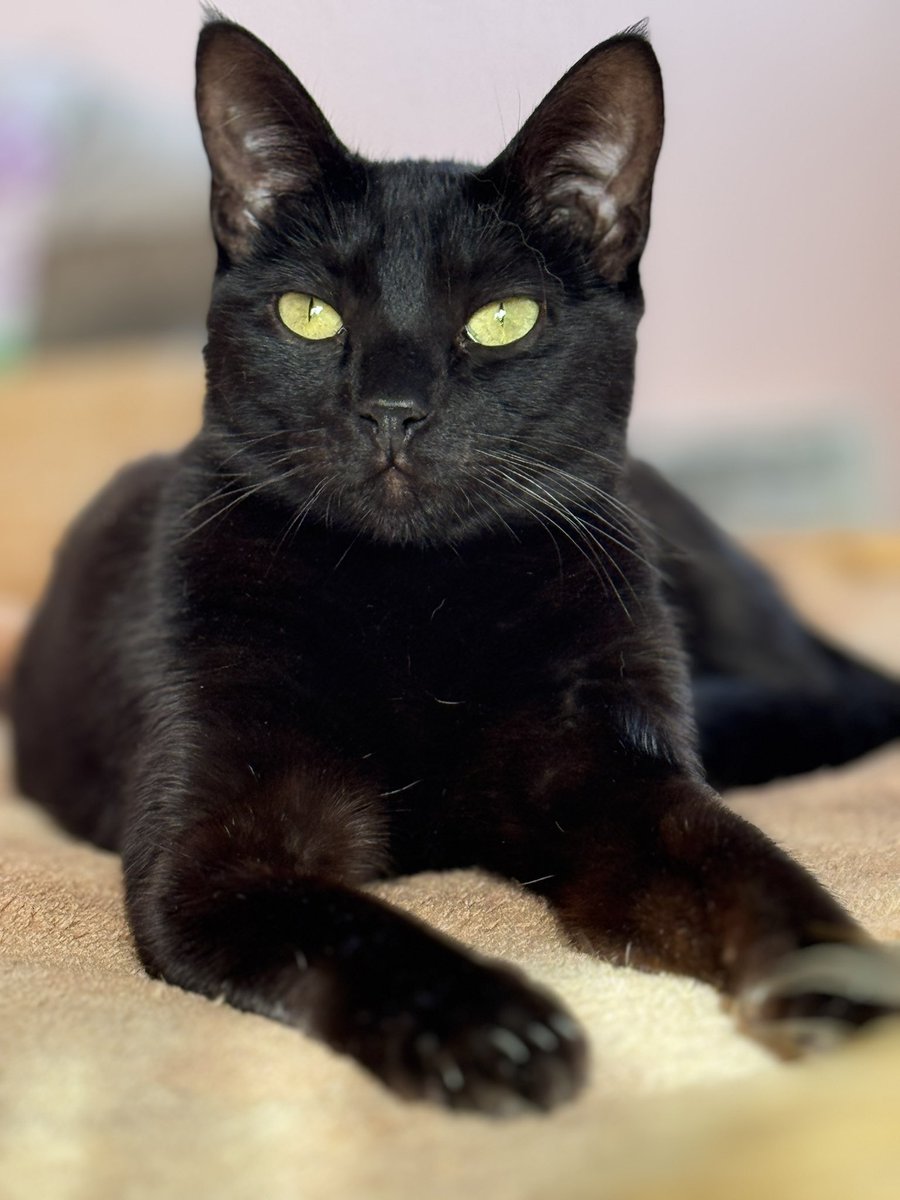 Iamcecilcecil's tweet photo. @migatodinamita @Revistadegatos Tory ❤️ https://t.co/t0C17n48lh
