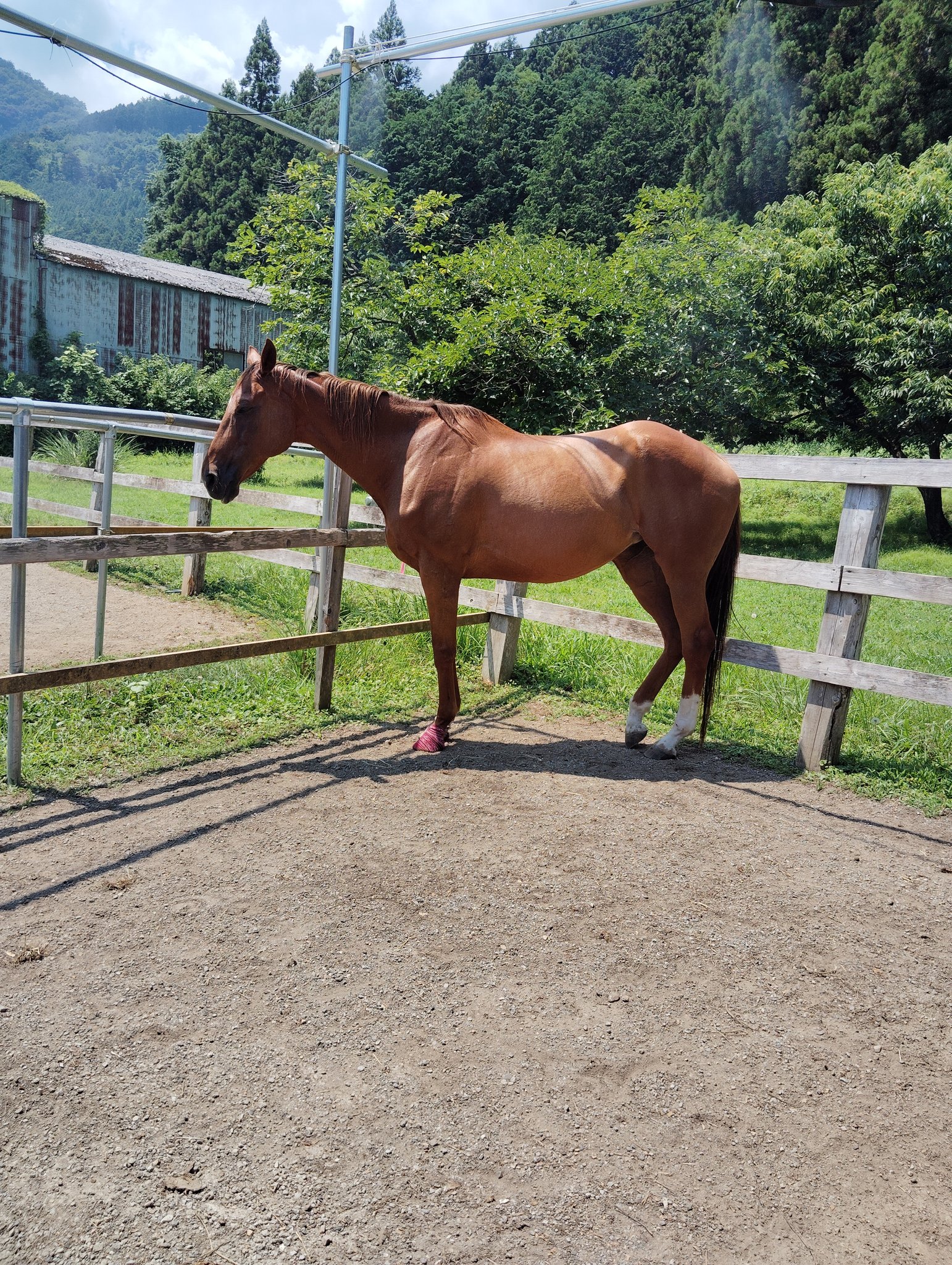 牧場ウマウマ 門別牧場 販売馬詳細ページ