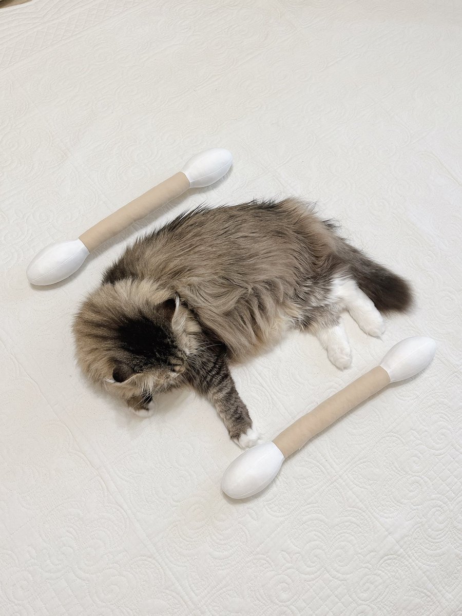 00nonamed00's tweet image. 왕면봉과 고양이(6kg)