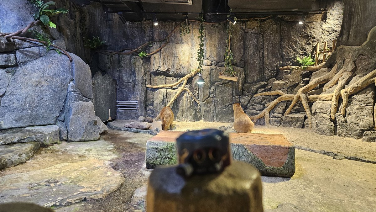 MunyaWunya's tweet image. Sesame's trying his best to get a pic with a capybara...