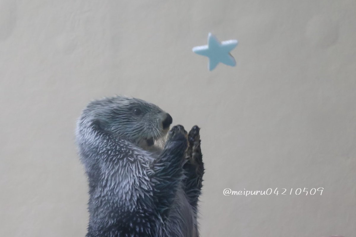 meipuru04210509's tweet photo. きらきらひかる〜♪
#鳥羽水族館 #ラッコ #ラッコのキラちゃん https://t.co/Q82Gyk2sbC
