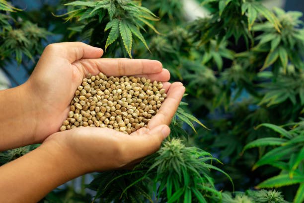 SensibleSeeds's tweet image. 5000+ Strains to choose from, we have you covered!
Worldwide Stealth shipping + Free seed bundles!
Link in Bio