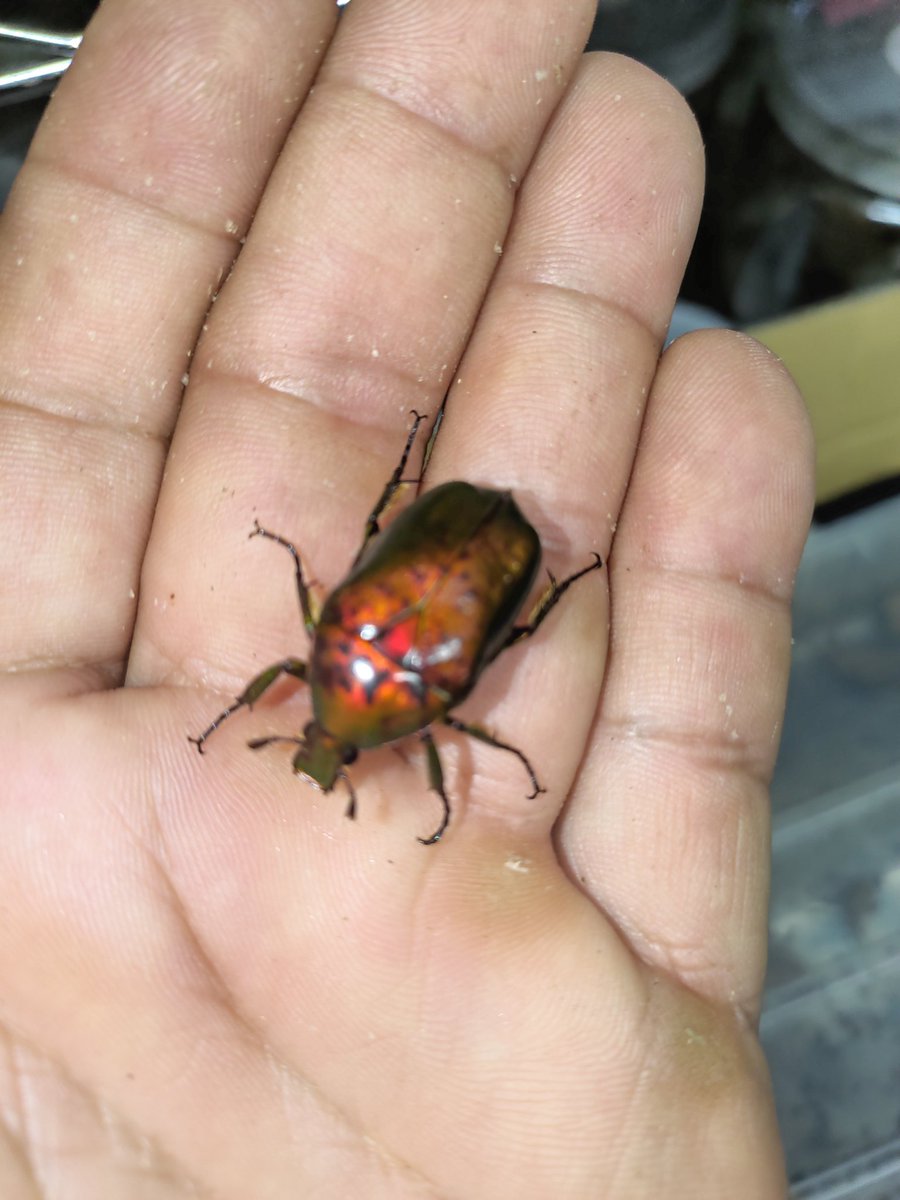 ワクワク探検隊コー君 on X