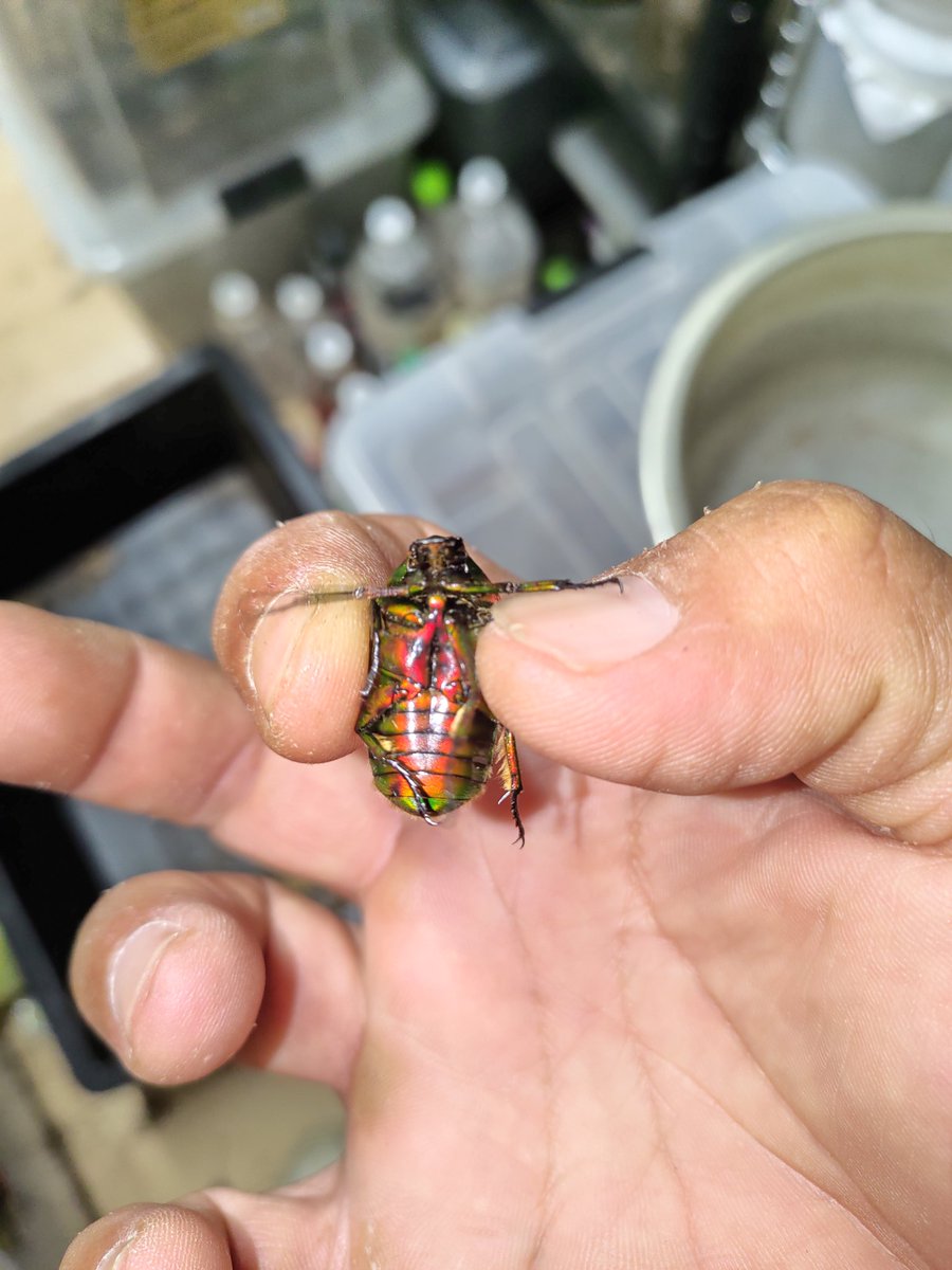 ワクワク探検隊コー君 on X