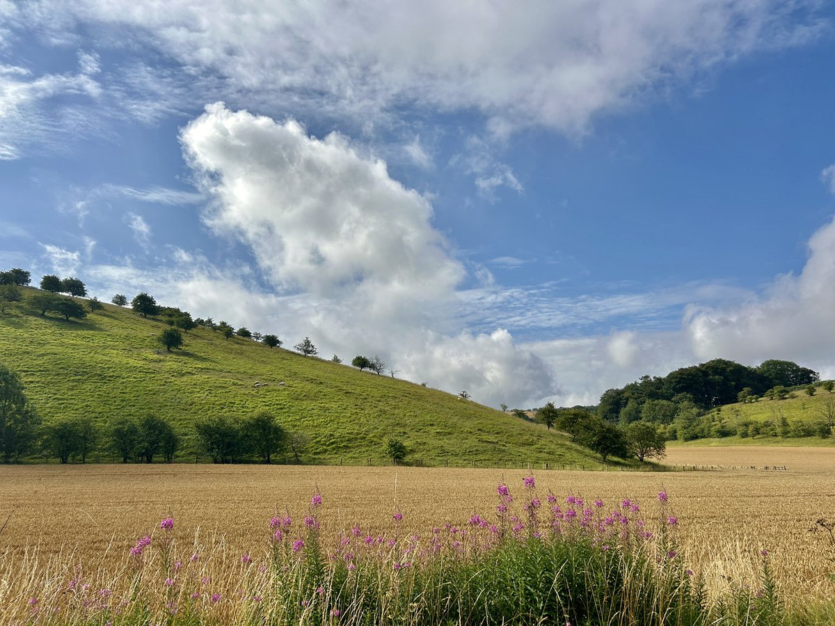 WeatherWolds's tweet image. Summer Skies. 20°C and a gentle Westerly. Rosebay Willowherb.