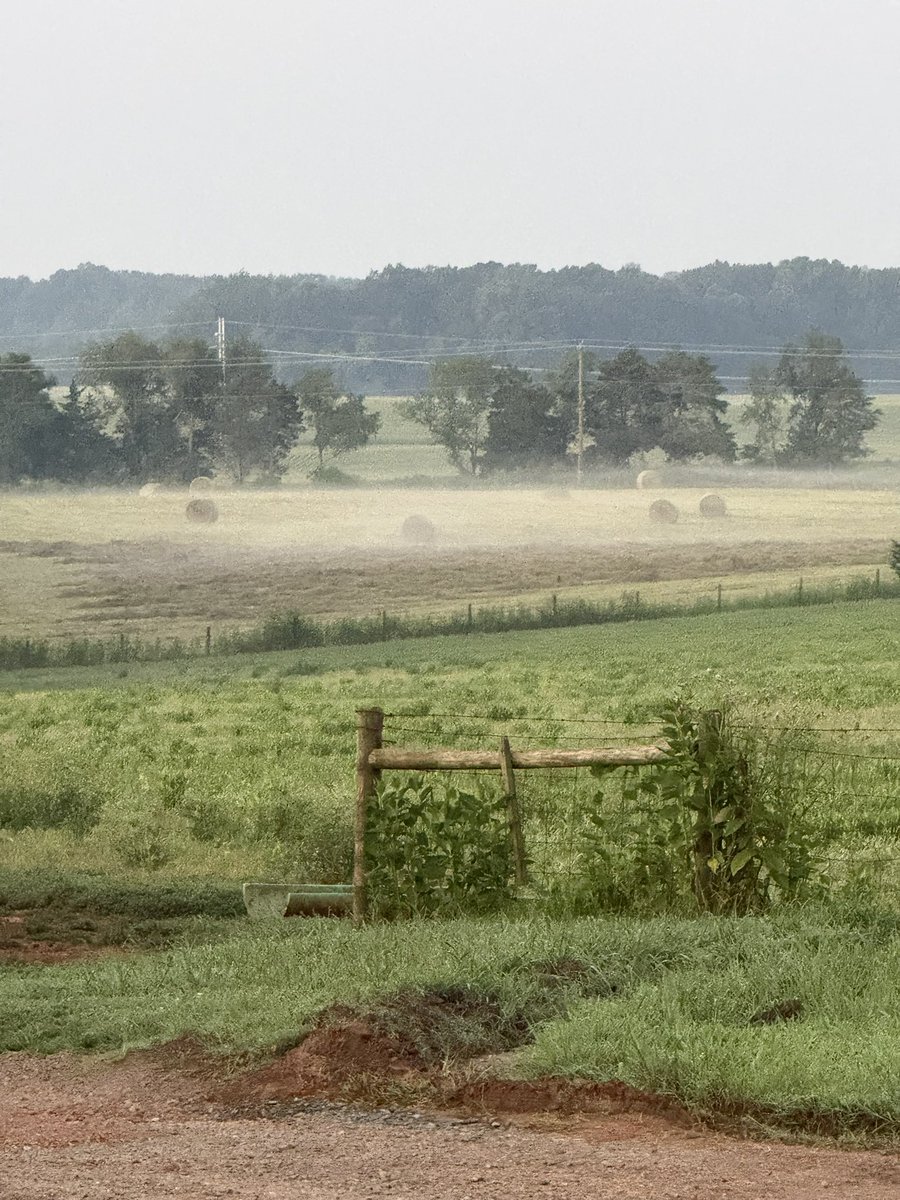 Mist laying in the hayfield