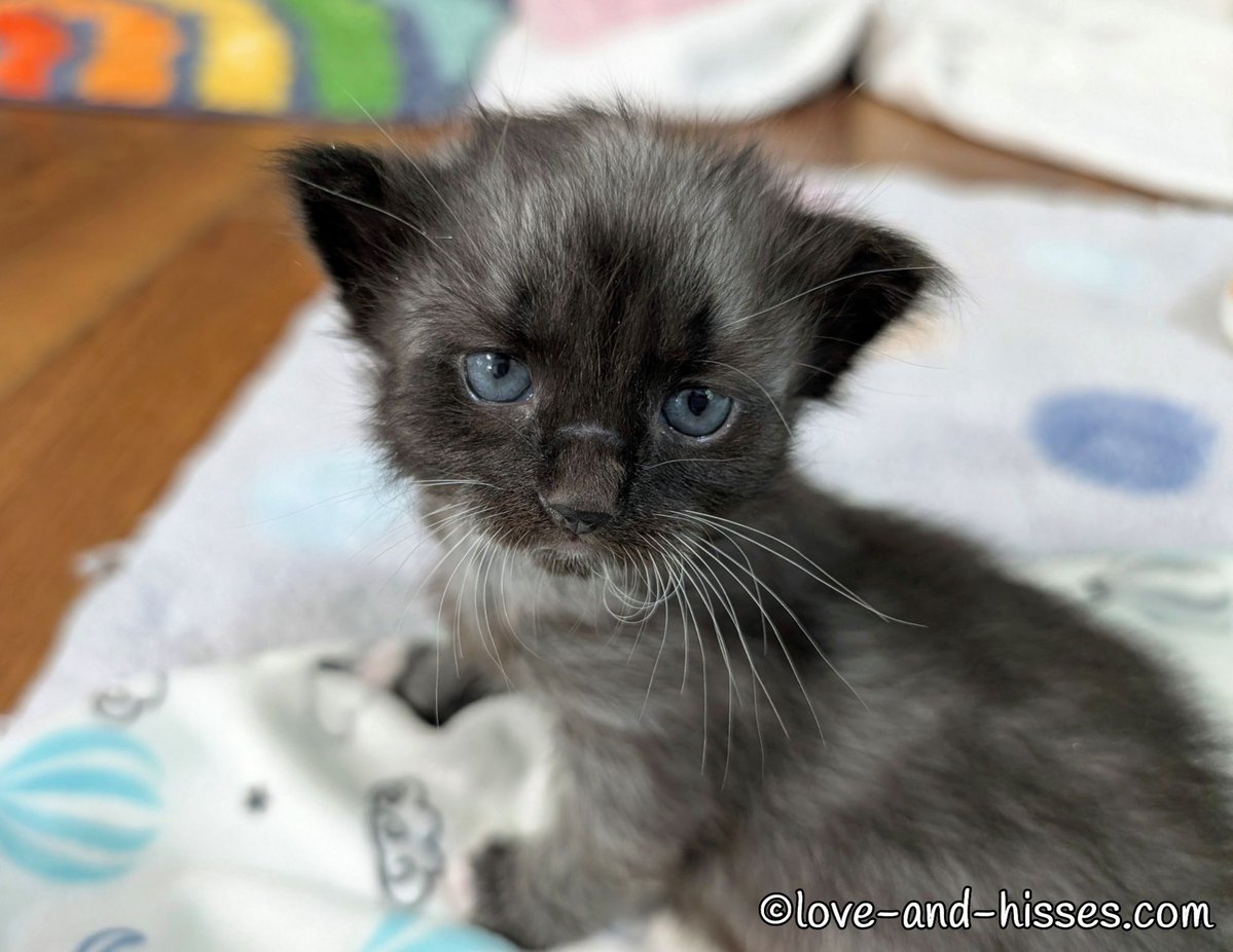 RobynAnderson's tweet image. love-and-hisses.com/7-25-25/
The Love & Hisses blog post for Friday, July 25th. 🙂