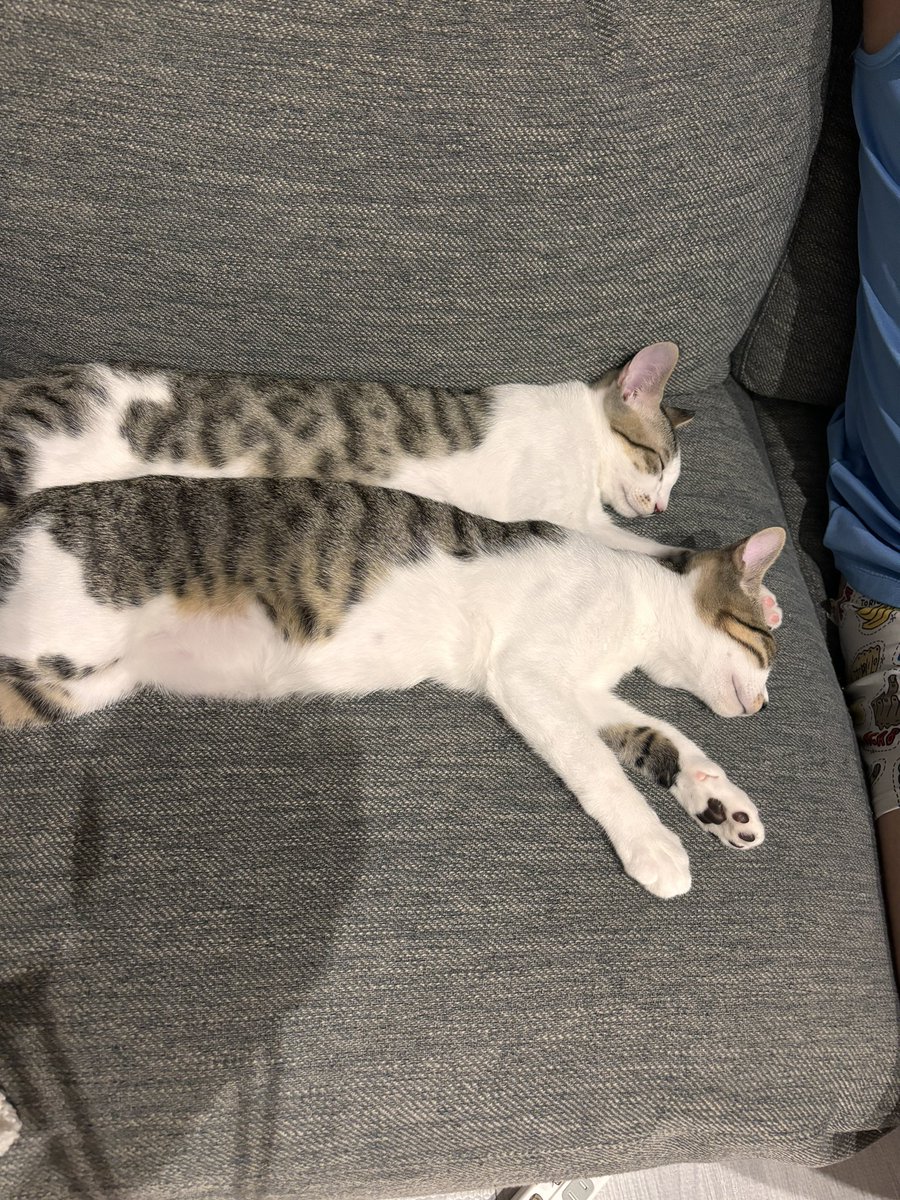 akane130722's tweet photo. 家に来て4ヶ月の保護猫兄弟😸😸
コピー&amp;ペーストしたみたいに寝とる https://t.co/8d7xZTB3rM