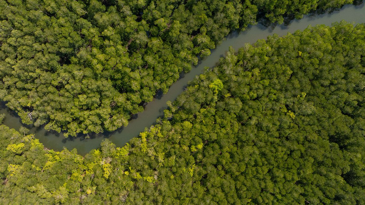 FAOclimate's tweet image. #WorldMangroveDay
🌴Mangroves protect coastlines, provide habitat for fish🐟 and bird species & sustain livelihoods.
Learn how coastal communities in The Gambia are helping the Government restore 2,000+ ha of mangroves with @FAO & @theGCF.
🔗 fao.org/gcf/news-and-e…