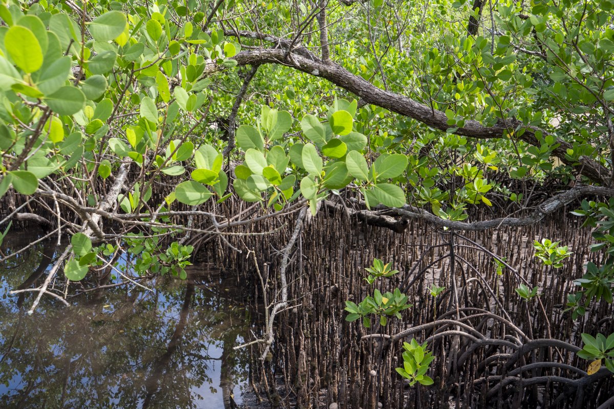 FAOclimate's tweet image. #WorldMangroveDay
🌴Mangroves protect coastlines, provide habitat for fish🐟 and bird species & sustain livelihoods.
Learn how coastal communities in The Gambia are helping the Government restore 2,000+ ha of mangroves with @FAO & @theGCF.
🔗 fao.org/gcf/news-and-e…