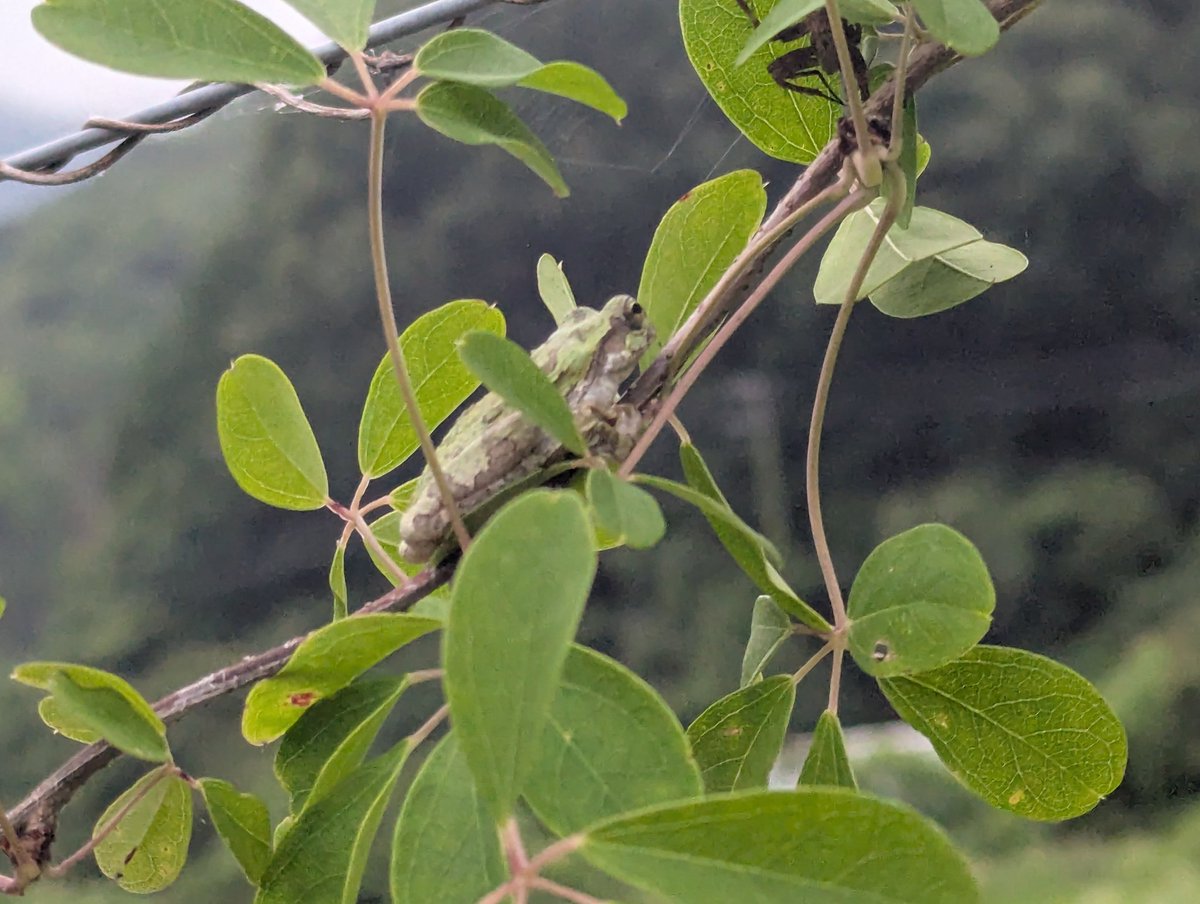 frog_guard's tweet image. 迷彩柄🐸