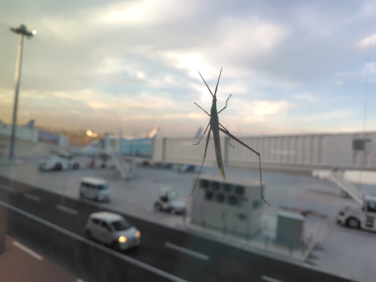 NOISEoTHEM's tweet image. 飛行機内で音楽が聞こえてきて誰か音漏れしてるぞって思ったら僕のスマホからBuenos Caminosのはるのおとづれが流れていました。
鹿児島に向かい喜界島を目指します。