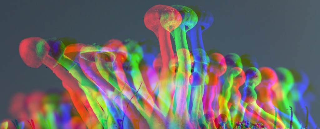🚨🇺🇸 PSILOCYBIN MAKES HUMAN CELLS LIVE 50% LONGER, STUDY SHOWS

Researchers at Emory and Baylor just dropped a bombshell: psilocybin, the magic in magic mushrooms, slowed cellular aging in both human cells and mice.

Lung and skin cells treated with psilocin (what psilocybin
