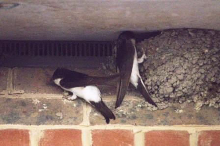 SOS funded 18 House Martin nest boxes at Plumpton College. The site supports the largest House Martin colony in Sussex. SOS Hirundine Champion, Paul Stevens joined Tim Parmenter &amp; Alex Waterfield for the annual nest count. Read more;
tinyurl.com/3duzeuwk
