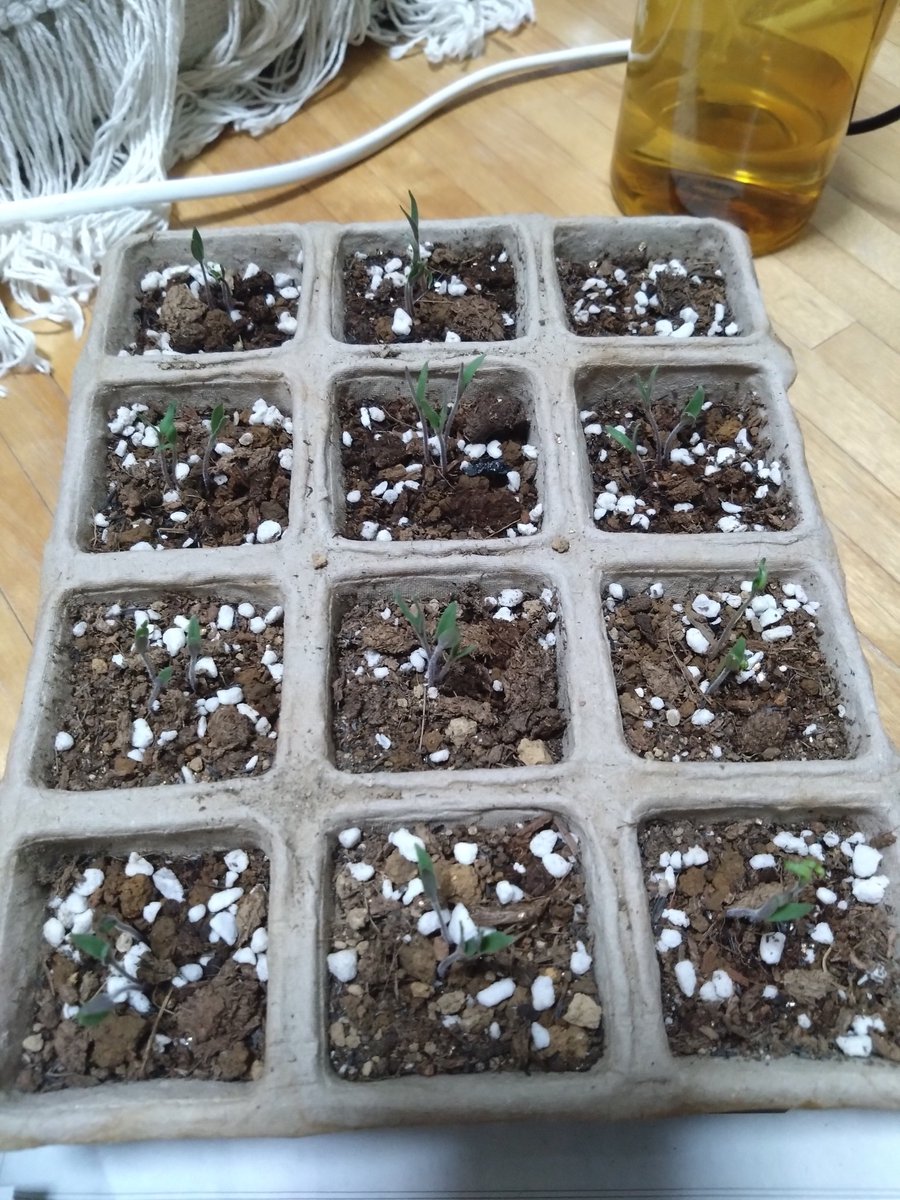 streamAPI_gumi's tweet image. 少しずつ苗が育ってきてますよ!!