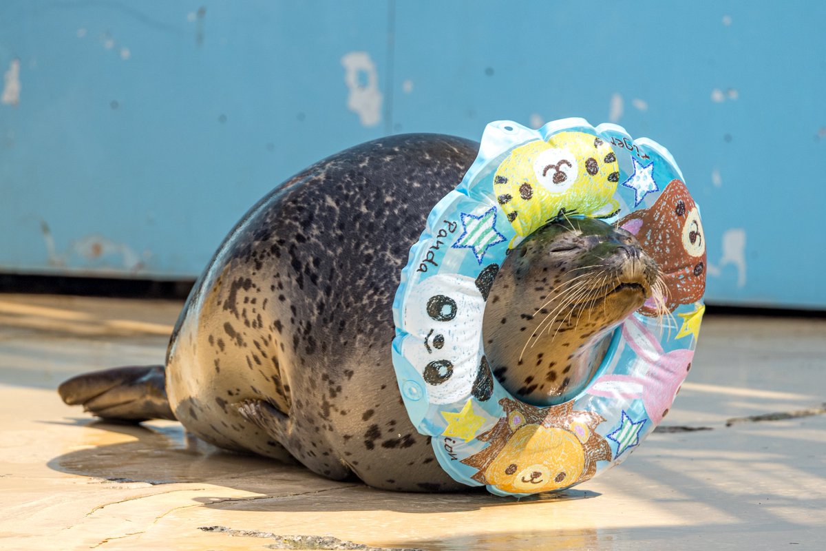 #東武動物公園 
#ゴマフアザラシ 
#1日1もちもち