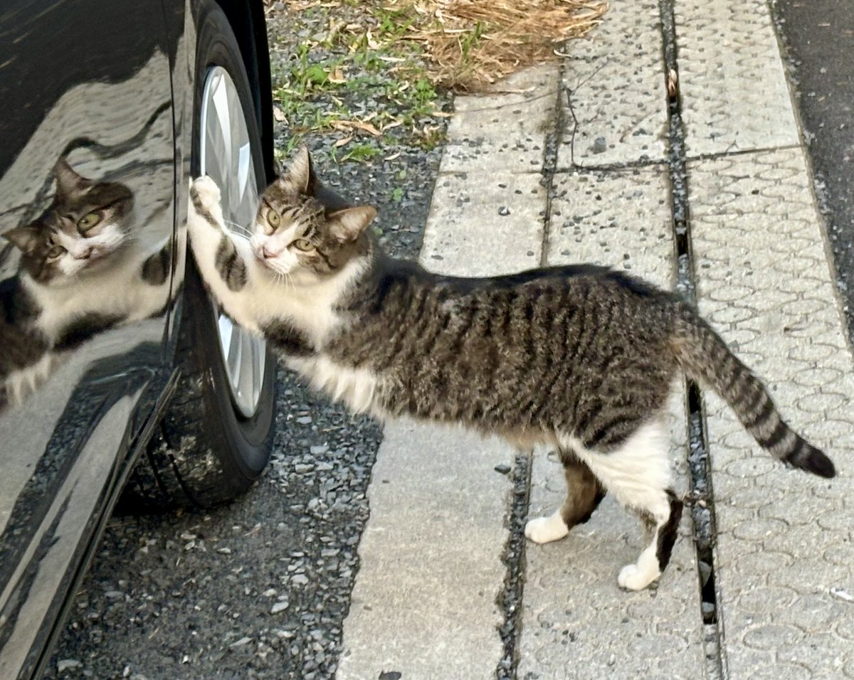 ThreeKingdoms_w's tweet image. 駅前の喫茶店の看板ニャンちゃん。
美ボディを保つため、お散歩中も自分の姿を見ながらストレッチに励みます😽
メタボの自分も見習わないと😂