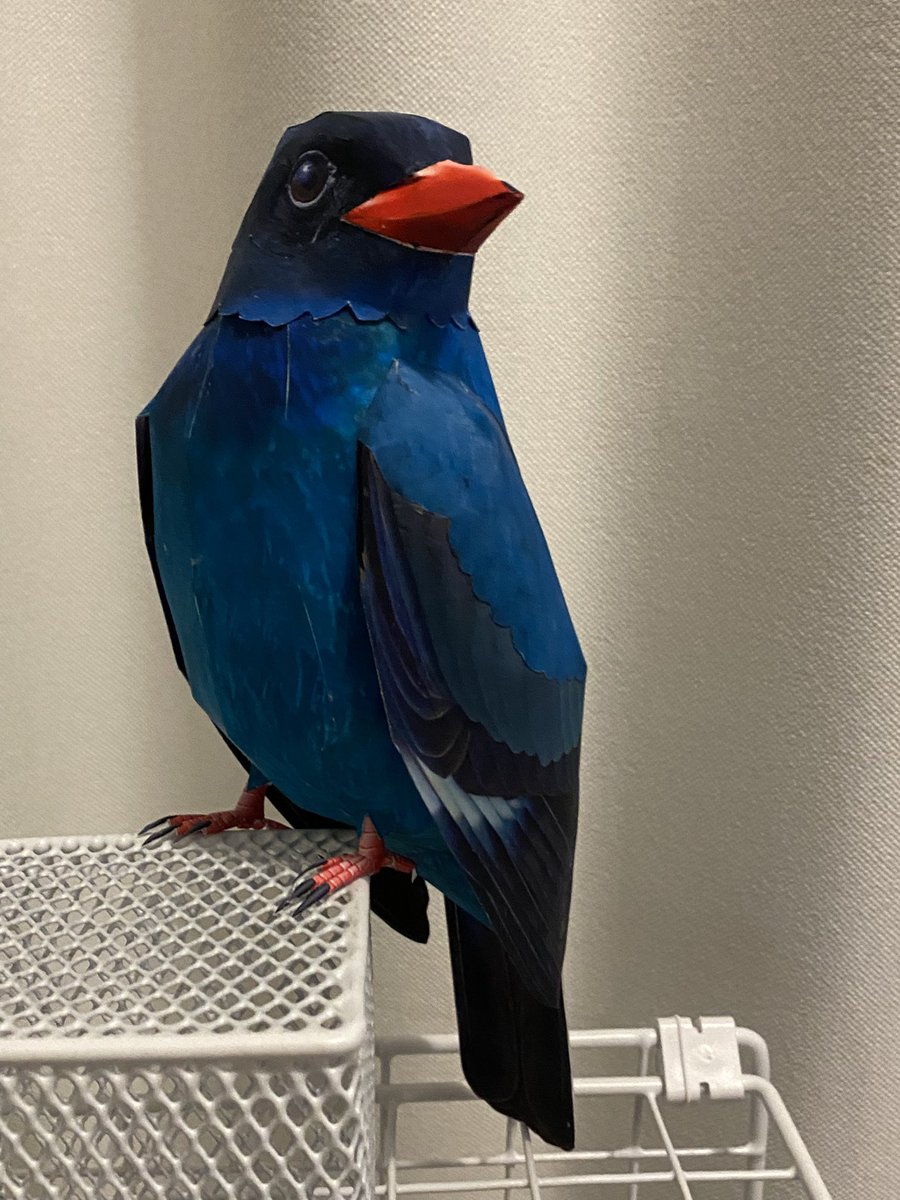 kamitoriya's tweet photo. ブッポウソウを作り始めています
私が住んでいる東北にはいないですかね
なかなか難しいです〜💦
それと、海外のブッポウソウも密かに作り始めています

#papercraft 
#broadbilledroller 
#kamitoriya 
#ペーパークラフト 
#ブッポウソウ 
#紙鳥屋 
#日本の野鳥 https://t.co/BOskjKpEsH