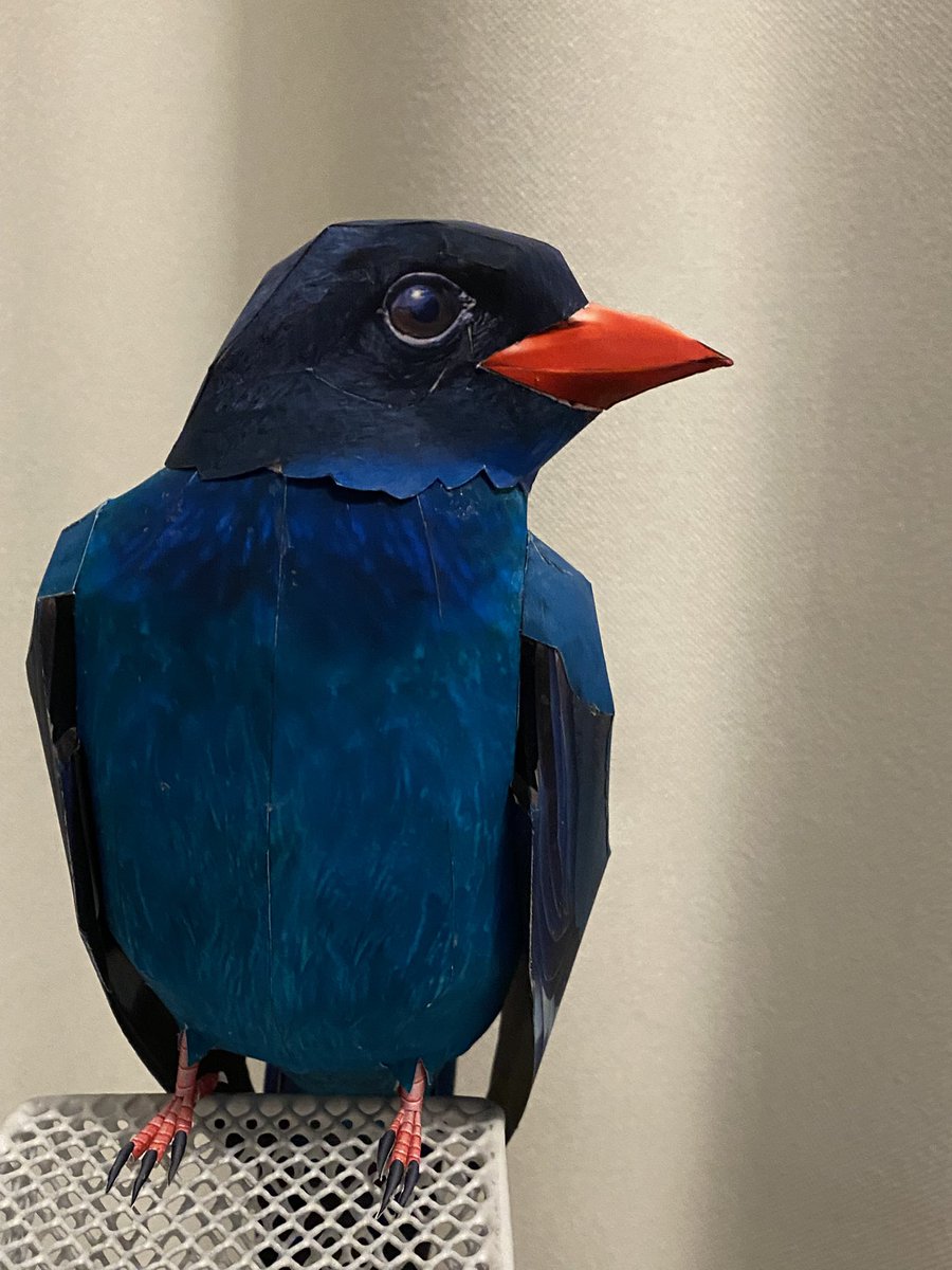 kamitoriya's tweet photo. ブッポウソウを作り始めています
私が住んでいる東北にはいないですかね
なかなか難しいです〜💦
それと、海外のブッポウソウも密かに作り始めています

#papercraft 
#broadbilledroller 
#kamitoriya 
#ペーパークラフト 
#ブッポウソウ 
#紙鳥屋 
#日本の野鳥 https://t.co/BOskjKpEsH