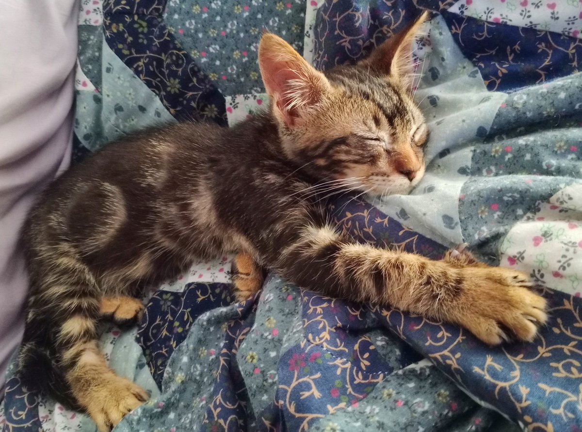 Neo_Pancho's tweet image. ¡Bienvenida Luna! 😄❤️ 🐈