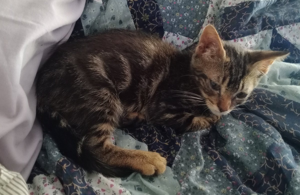 Neo_Pancho's tweet image. ¡Bienvenida Luna! 😄❤️ 🐈