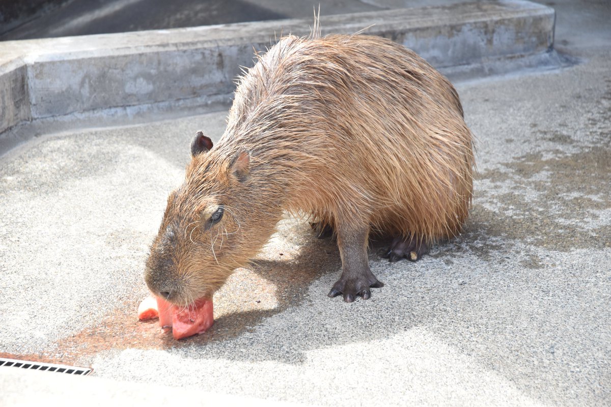 ishikawazoo_jp's tweet image. 7/27(日)に毎年恒例となった「カピバラのスイカ早食い競争」を開催いたします。
昨年同様、JA志賀からご提供いただいた、 #能登すいか で挑戦します！🍉
また、能登すいかの試食会も行います。
詳しくはこちらからご確認ください
ishikawazoo.jp/topics/index.h…
#いしかわ動物園