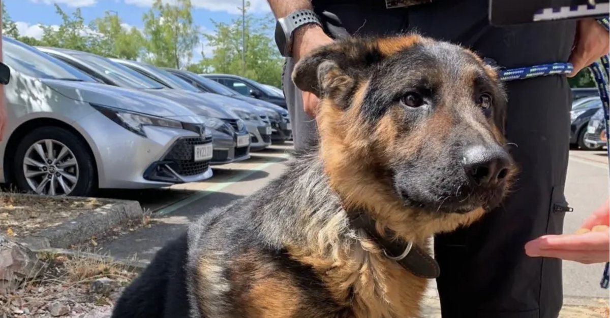 PoliceMutual's tweet image. Warning issued to pet owners after dog rescued from hot vehice by @wiltshirepolice
orlo.uk/xKU7B
