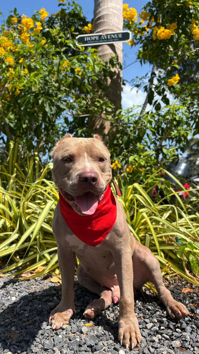 Maximus is now ready for adoption and has lots of interest. 

He is totally free of his old life. Reborn with the world ahead of him. 

8 weeks and lots of love was all it took 🥰🙏 (7/7)