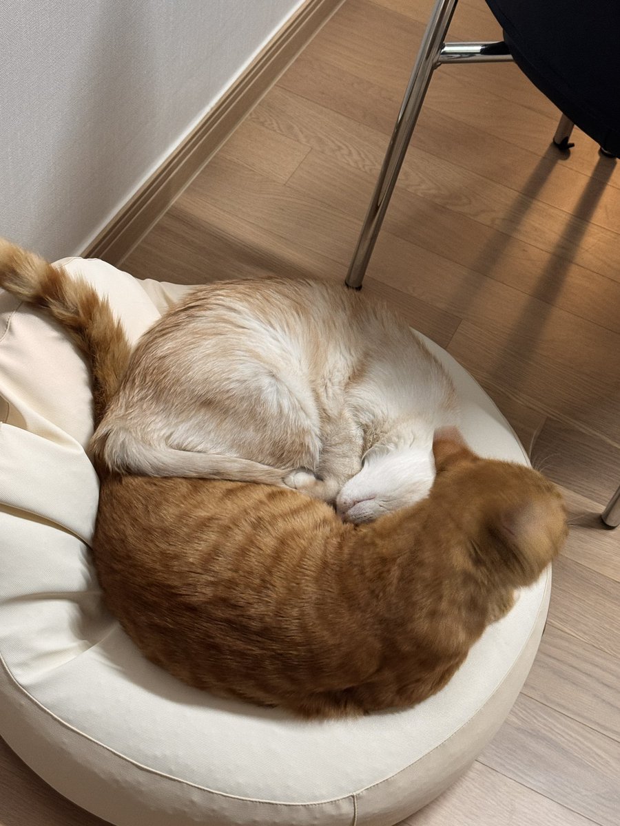 find_firsthome's tweet image. 음과양의 조화 음고양이 좋아
