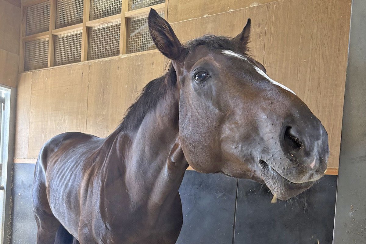 m_rikoaka's tweet image. 今週のコラムはあす中京1Rの障害未勝利戦について🌱🏇
#小坂忠士 騎手が、今度は喜びの中でその名前を呼べたらいいなと思った馬について書きました🖋️
【土曜中京1R】
馬の名を呼ぶ
tospo-keiba.jp/forecast/60895
#ネロコルヴィーノ 😸