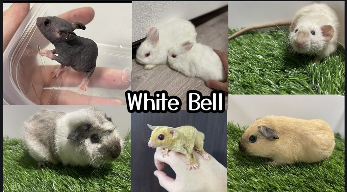 exoticreptilexp's tweet image. ☆7/27(日)に開催されるEXPO東京浅草開催がいよいよ2日後となりました♪
White Bell さんを紹介致します♪
ベタ慣れモモンガや人気のスキニーハムスターを連れて行きます♪
そして今回はモルモ... 詳しくは 2su.jp/0UUA
