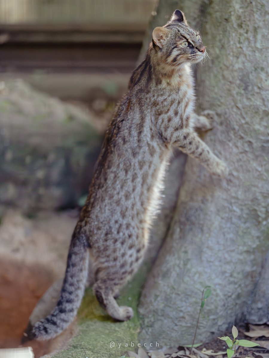 yabecch's tweet image. ながいね。
(2025.07.24)
ZOORASIA
こう