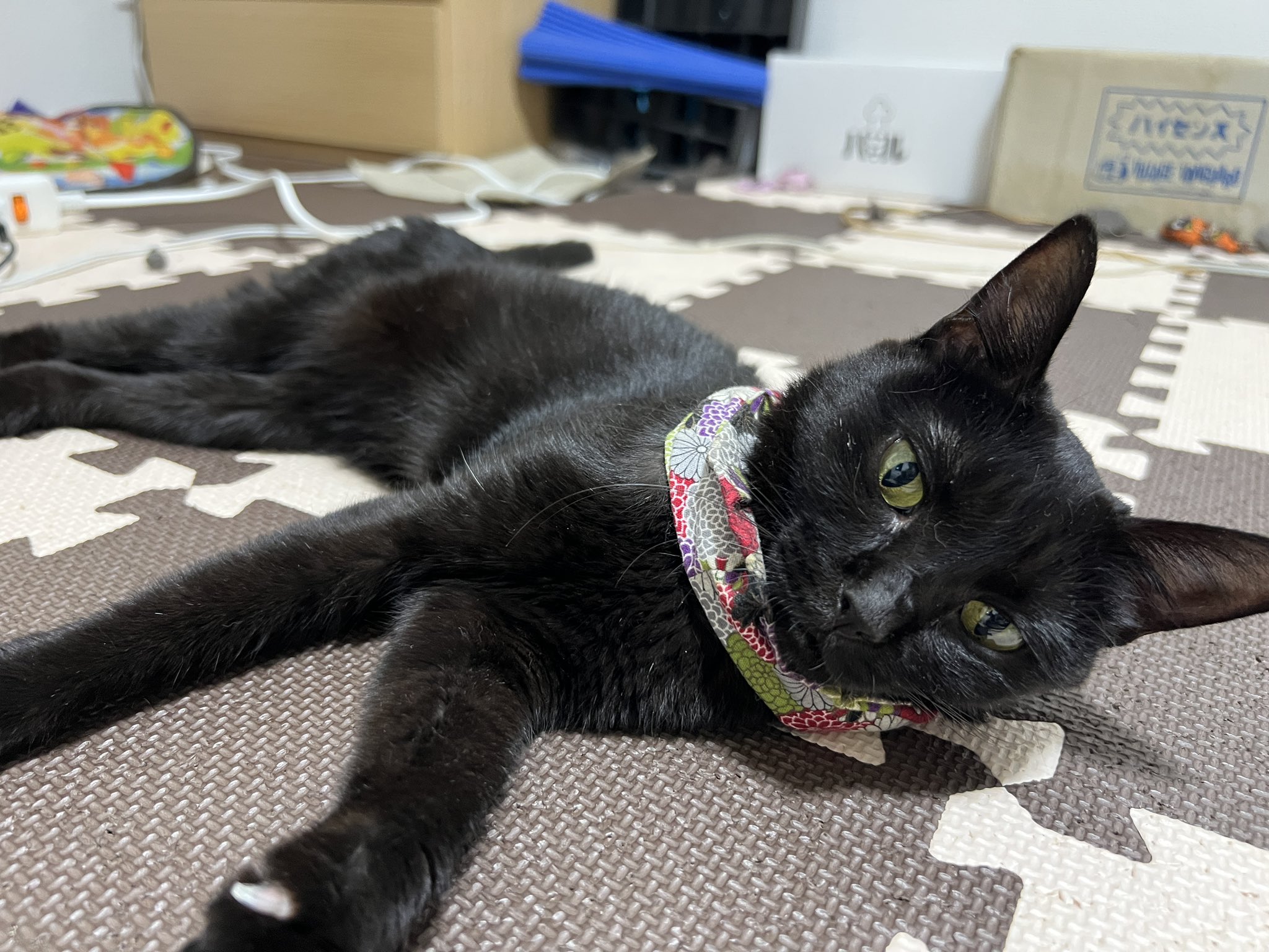 黒猫 ニトリペット スリング 黒ねこ｜Yahoo!フリマ（旧PayPayフリマ）