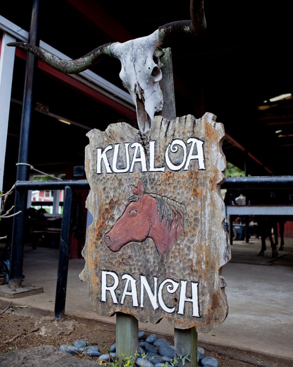 OahuVB's tweet image. Getting into your Cowboy Core era? 🤠🌺Cowboy core is having a moment—and you can live it out here on O‘ahu! From rustic ranches to urban dancefloors, O‘ahu’s cowboy spirit is real—and uniquely local. 🐎

#VisitOahu #CowboyCore