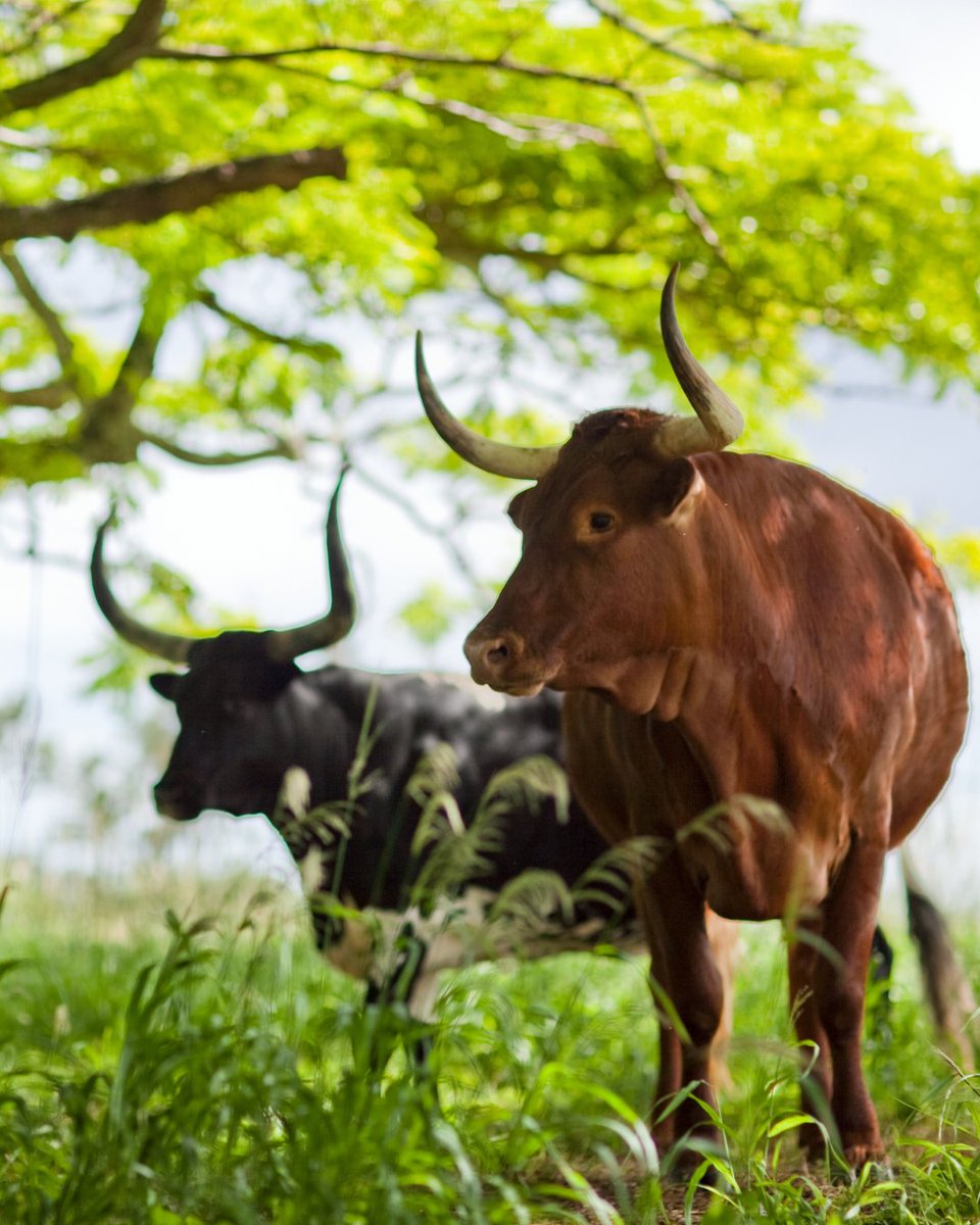 OahuVB's tweet image. Getting into your Cowboy Core era? 🤠🌺Cowboy core is having a moment—and you can live it out here on O‘ahu! From rustic ranches to urban dancefloors, O‘ahu’s cowboy spirit is real—and uniquely local. 🐎

#VisitOahu #CowboyCore