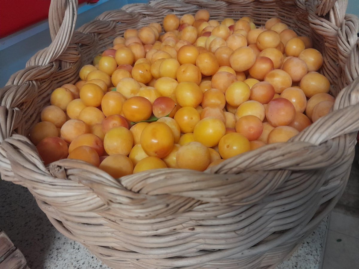 RobertoFerdenzi's tweet image. Dad had a long and &quot;fruitful&quot; day, yesterday, making some of his homemade jam from mirabelle plums. 🍑🍯😋