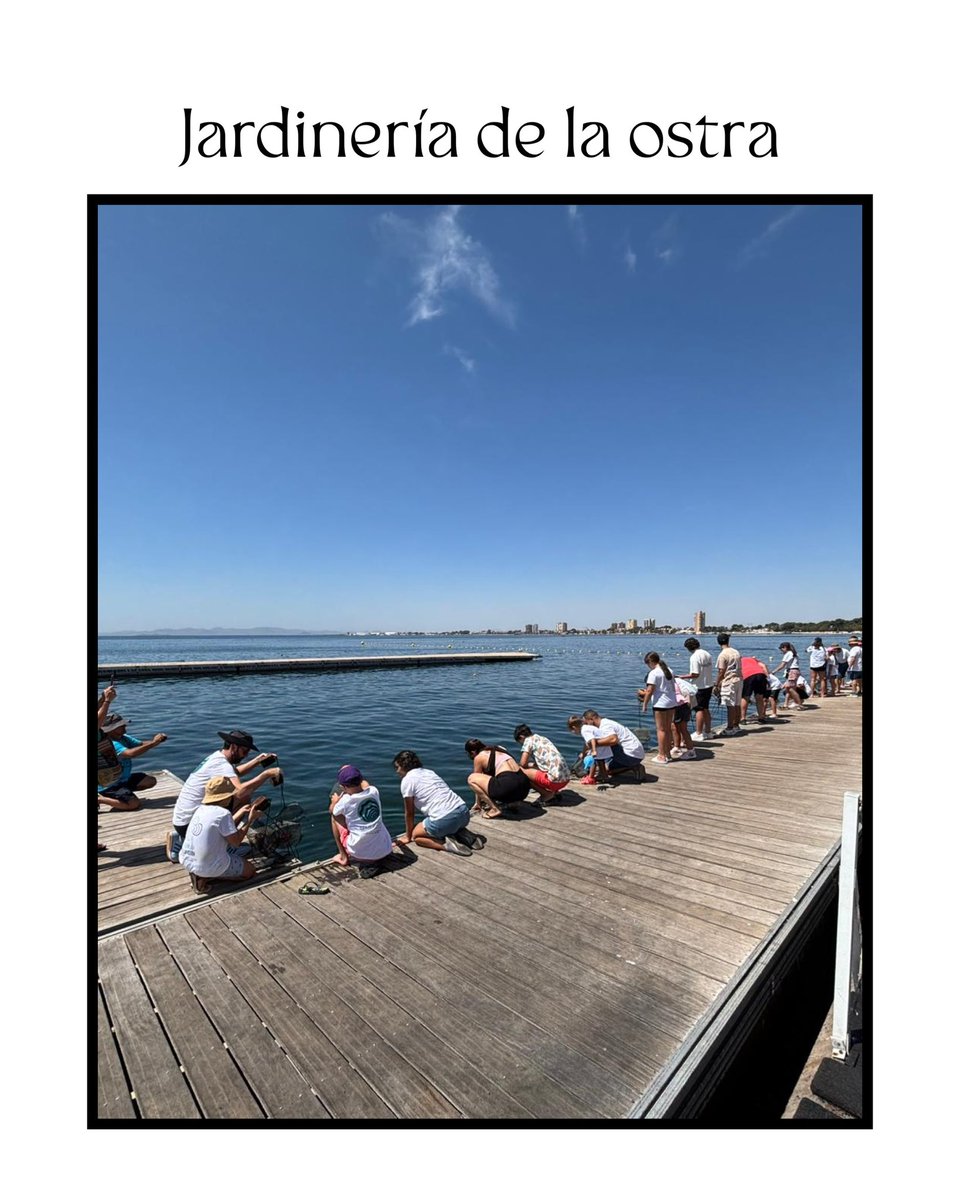 RemediOSproject's tweet image. 🔬🌊 Más de 30 familias participan ya en la “Jardinería de ostras” del proyecto #RemediOS2 para ayudar a recuperar el #MarMenor con ciencia ciudadana 🧑‍🧑‍🧒‍🧒

Cada cesta de Ostrea edulis = una oportunidad para filtrar agua y generar conocimiento colectivo 🐚💧