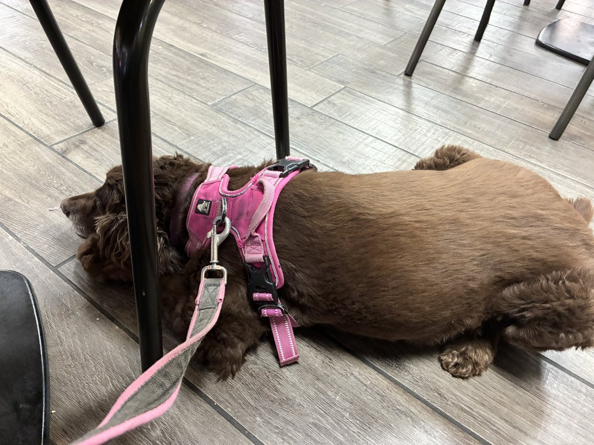 Morning friends happy Friday wez gone on a road trip! We ve stopped at dat services &amp; us doggos were allowed inside dat building which is amazin. So Mum &amp; HUdad don’t ve to wait outside for each! Good times’ Ve a great day 🐶🩷🐾😘
