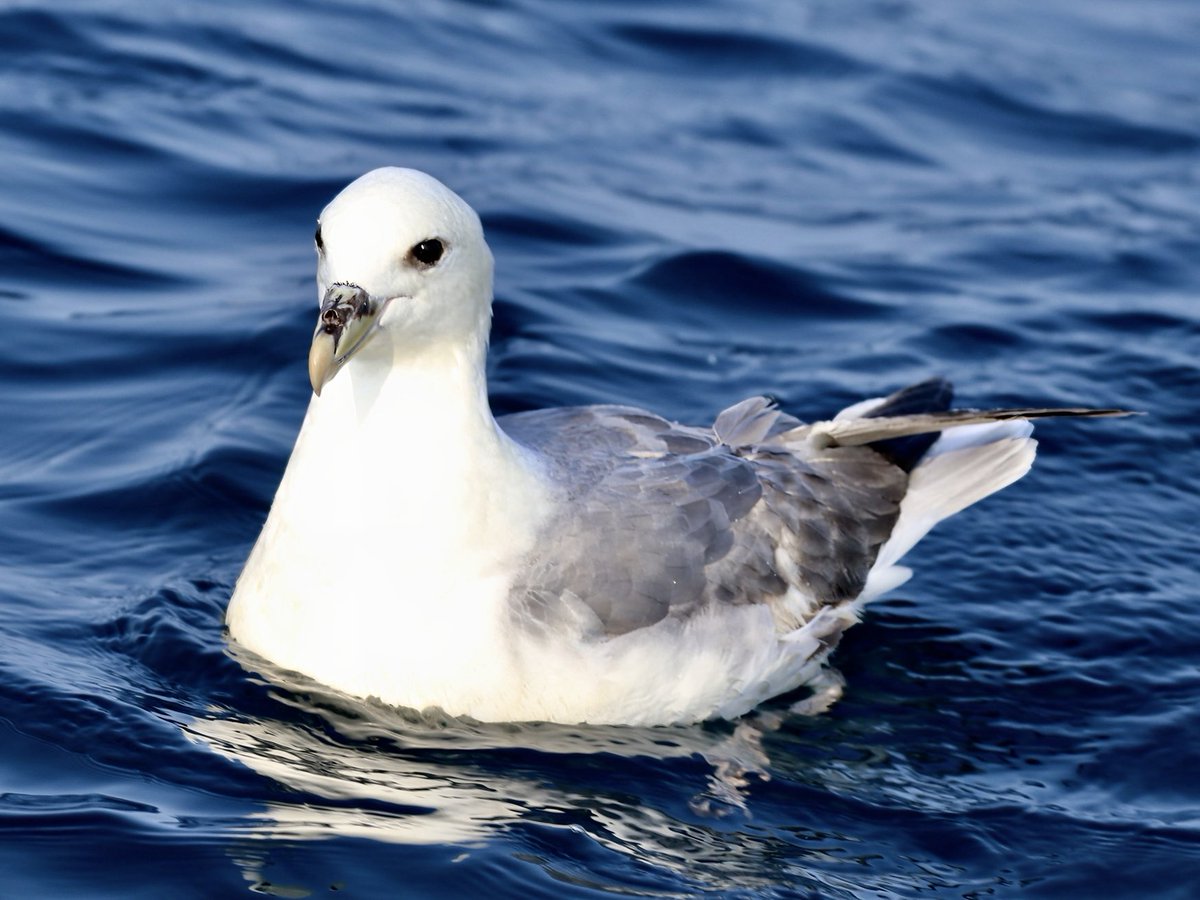 TomCadwallender's tweet image. Northern Fulmar off the Northumberland coast.