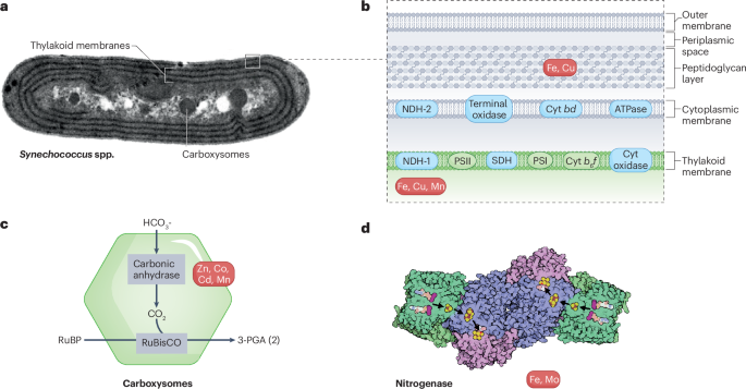 NatureRevMicro's tweet image. New online! Microbial metal physiology: ions to ecosystems nature.com/articles/s4157…